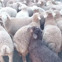 گوسفند.     مغان.     افشار