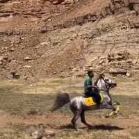 اسب کرد زاده ای از کیسان جهاندیده ۷ ساله