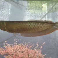 آروانا سیلور|ماهی|رفسنجان, |دیوار