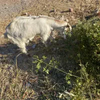 گوسفند|حیوانات مزرعه|ماهان, |دیوار