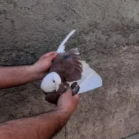 کفتر|پرنده|شهر ری, شهرک نظامی|دیوار