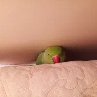 طوطی ملنگو گمشده|حیوانات|ساری, |دیوار