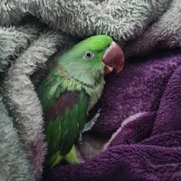 شاه طوطی نر سالم وبازیگوش