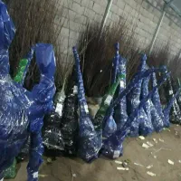 فروش نهال گلابی بارتلت|خدمات باغبانی و درختکاری|داران, |دیوار