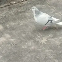 کفتر|پرنده|نیشابور, شهرک قدس|دیوار