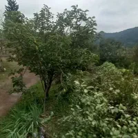 اجاره 6ماهه باغ ویلا مبلهواقعدرروستای چلکاسر|اجارهٔ خانه و ویلا|توتکابن, |دیوار