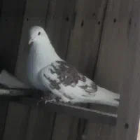 کبوتر قریب|پرنده|تهران, پاسداران|دیوار