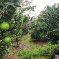 خونه باغ ۳۸۰م/بافت شهری/دارای یک باب مغازه|فروش خانه و ویلا|امامزاده عبدالله, |دیوار