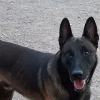 واگذاری توله مالینویز|سگ|کرمان, |دیوار