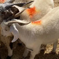 انواع گوسفند محلی چاق ( دام زنده ) + قصاب