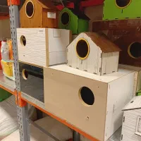 عروس هلندی،مرغ عشق،طوطی،انواع پرندگان زینتی|لوازم جانبی حیوانات|رباط‌کریم, رباط‌کریم|دیوار