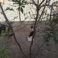 خروس|پرنده|شیروان (خراسان), |دیوار