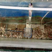 آکواریوم|ماهی|بروجرد, |دیوار