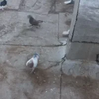 کفتر پرشی|پرنده|قزوین, |دیوار