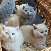 خرید و فروش گربه|گربه|تهران, مرزداران|دیوار