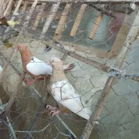 یک جفت سینه سه تومن سینه مشکی ماده وکله سیاه ماده|پرنده|آشخانه, |دیوار