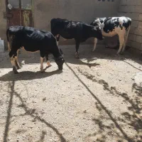 گوساله