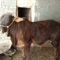 گوساله سیستانی