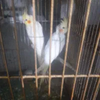 طوطی عروس