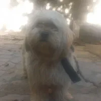 فروش سگ|سگ|فارسان, |دیوار