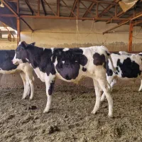 گوساله ۱۰۰ کیلویی