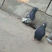 جفت سینه ای و کله ای تخم بچی دوری بشرط