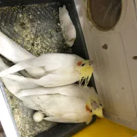 عروس هلندی جفت مولد|پرنده|مشهد, رضاشهر|دیوار