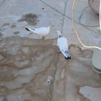 یه جفت کبوتر سرحال|پرنده|شاهینشهر, گرگاب|دیوار