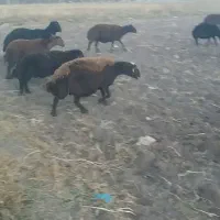 گوسفند گوشتیس