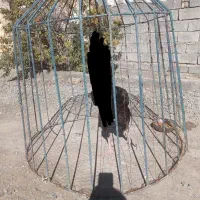 قفس برای خروس این مدل زوران