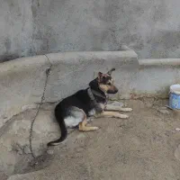 سگ گله|سگ|مشهد, ویلاشهر|دیوار