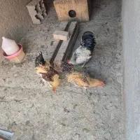 مرغ و خروس و نیمچه|حیوانات مزرعه|خمینیشهر, |دیوار