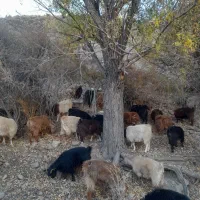 ۶۰ راس بز محلی خوب|حیوانات مزرعه|شیراز, شهرک مدرس|دیوار