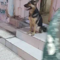 گمشده در بازار