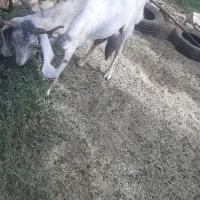 بز فروشی مالداری