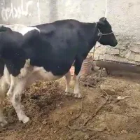 گاو شیری هلشتاین