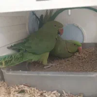 طوطی سبز ملنگو|پرنده|ایرانشهر, |دیوار