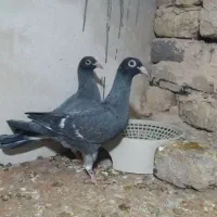 جوجه موشی گرگاتی