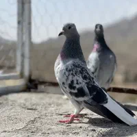 کبوتر سبز پولکی دم سفیدکرمونی