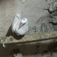 کبوتر|پرنده|چالدران, |دیوار