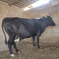 فروش گاو آبستن ماه اخر|حیوانات مزرعه|طسوج, |دیوار