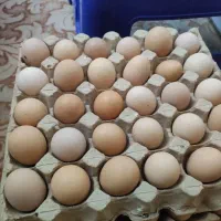 تخم مرغ رسمی|خوردنی و آشامیدنی|یزد, |دیوار