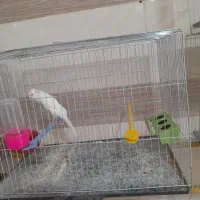 قناری سرای توکلی  فرخشهر|پرنده|فرخ‌شهر, |دیوار