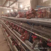قفس منبری سه طبقه