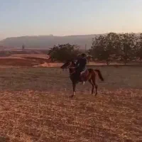 نریون کرد/ عرب