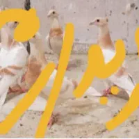 کبوتر پلاکی درجه ۱