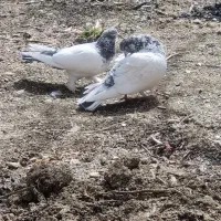 کفتر کبوتر پرشی