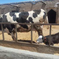 فروش یک رس گاو سیمنتال با گوساله ماده