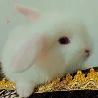 خرگوش جرسی نژاد پشمالو