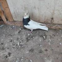 کلفه|پرنده|اردبیل, |دیوار